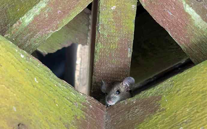 Are There Noises In Your Roof?